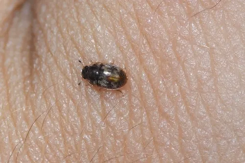 Cryptarcha concinna