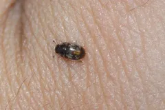 Cryptarcha concinna thumbnail 1