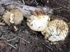 Pholiota olivaceophylla thumbnail 2