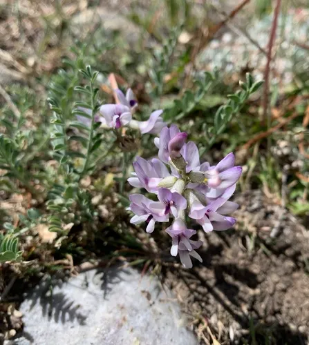 Railhead Milkvetch