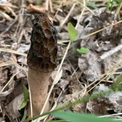 black morel thumbnail 3