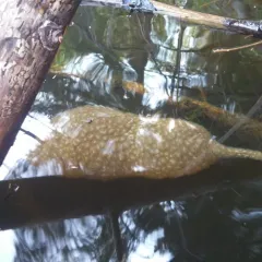 Magnificent Bryozoan thumbnail 3