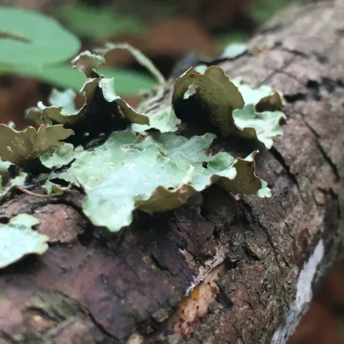 Speckled Rag Lichen