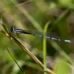 Atlantic Bluet thumbnail 3