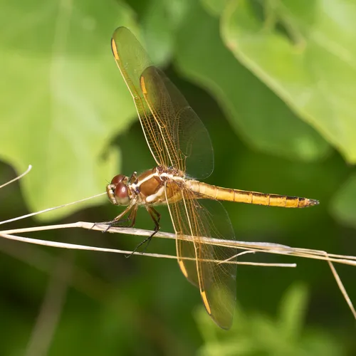 Golden-winged Skimmer