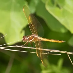 Golden-winged Skimmer thumbnail 1