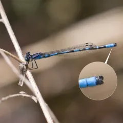 Little Bluet thumbnail 2