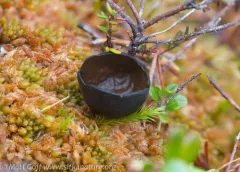 Pseudoplectania episphagnum thumbnail 2