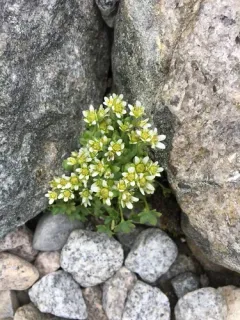 Highland Saxifrage thumbnail 2