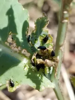 Phyllotreta cruciferae thumbnail 4