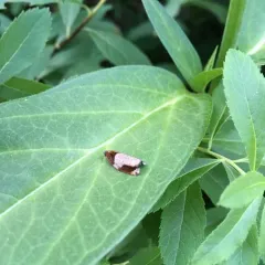 Hydrangea Leaftier Moth thumbnail 3