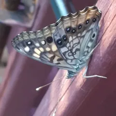 Hackberry Emperor thumbnail 4