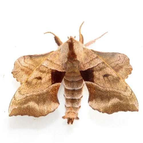 Walnut Sphinx