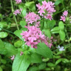 shortspur seablush thumbnail 3