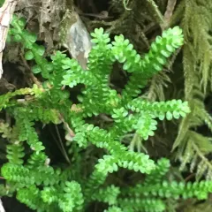 Douglas' Spikemoss thumbnail 3