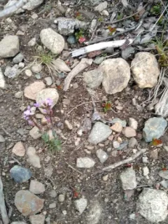 Calder's rockcress thumbnail 2