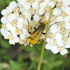 Yellow Velvet Beetle thumbnail 3