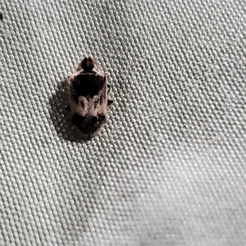 Gibbous Death-watch Beetle