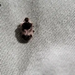 Gibbous Death-watch Beetle thumbnail 1