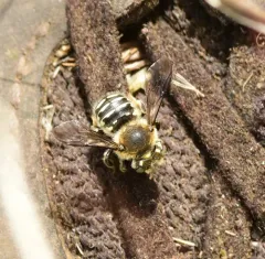 Anthidium banningense thumbnail 2