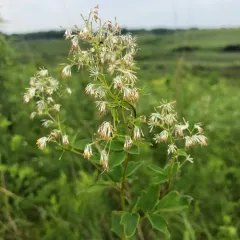 purple meadow-rue thumbnail 3