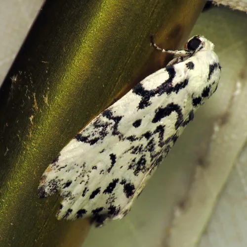 Hebrew Moth