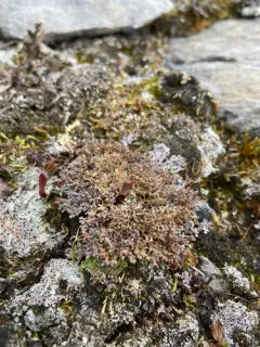 Frosted Finger Lichen thumbnail 2