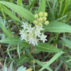 oval-leaved milkweed thumbnail 2