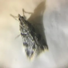 Double-striped Scoparia Moth thumbnail 3