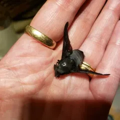 Black Horse Fly thumbnail 4