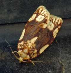 White-spotted Leafroller Moth thumbnail 3