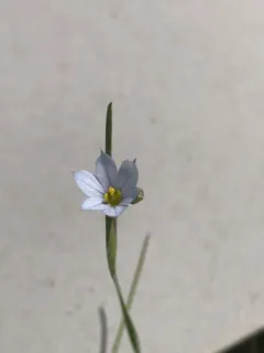 Northern Blue-eyed-grass thumbnail 4