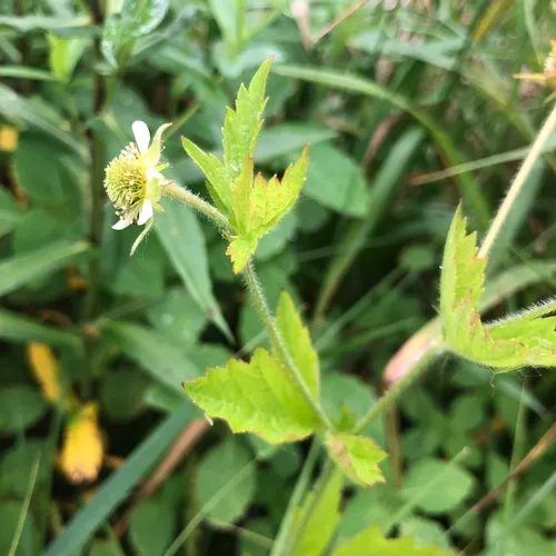 rough avens