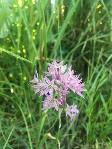 aspen onion
