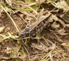 Red-shanked Grasshopper thumbnail 1
