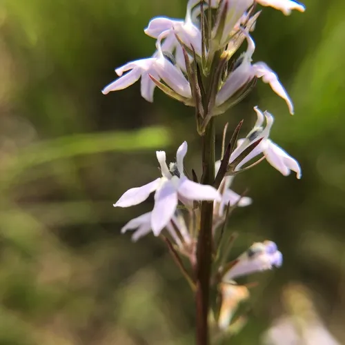 pale-spiked lobelia