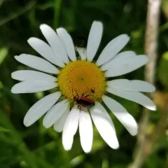 Wild Onion Mirid thumbnail 2