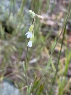 dropseed rockcress thumbnail 2