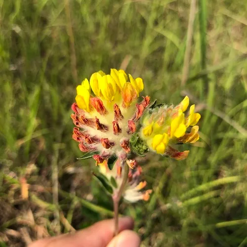 Common Kidney-Vetch