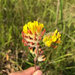 Common Kidney-Vetch thumbnail 1