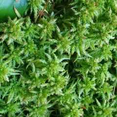 Crome Sphagnum thumbnail 1