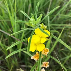 yellow sundrops thumbnail 4