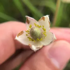 Cylindrical Thimbleweed thumbnail 3
