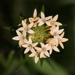 grand collomia thumbnail 2