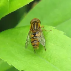 Common Bog Fly thumbnail 1