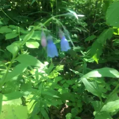 Tall Bluebell thumbnail 4