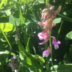 veiny pea thumbnail 4