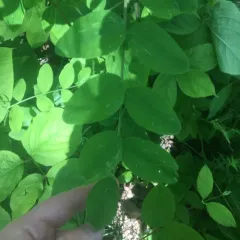 pale vetchling thumbnail 4