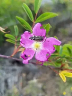 Acmaeodera connexa thumbnail 1
