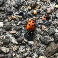 Convergent Lady Beetle thumbnail 2